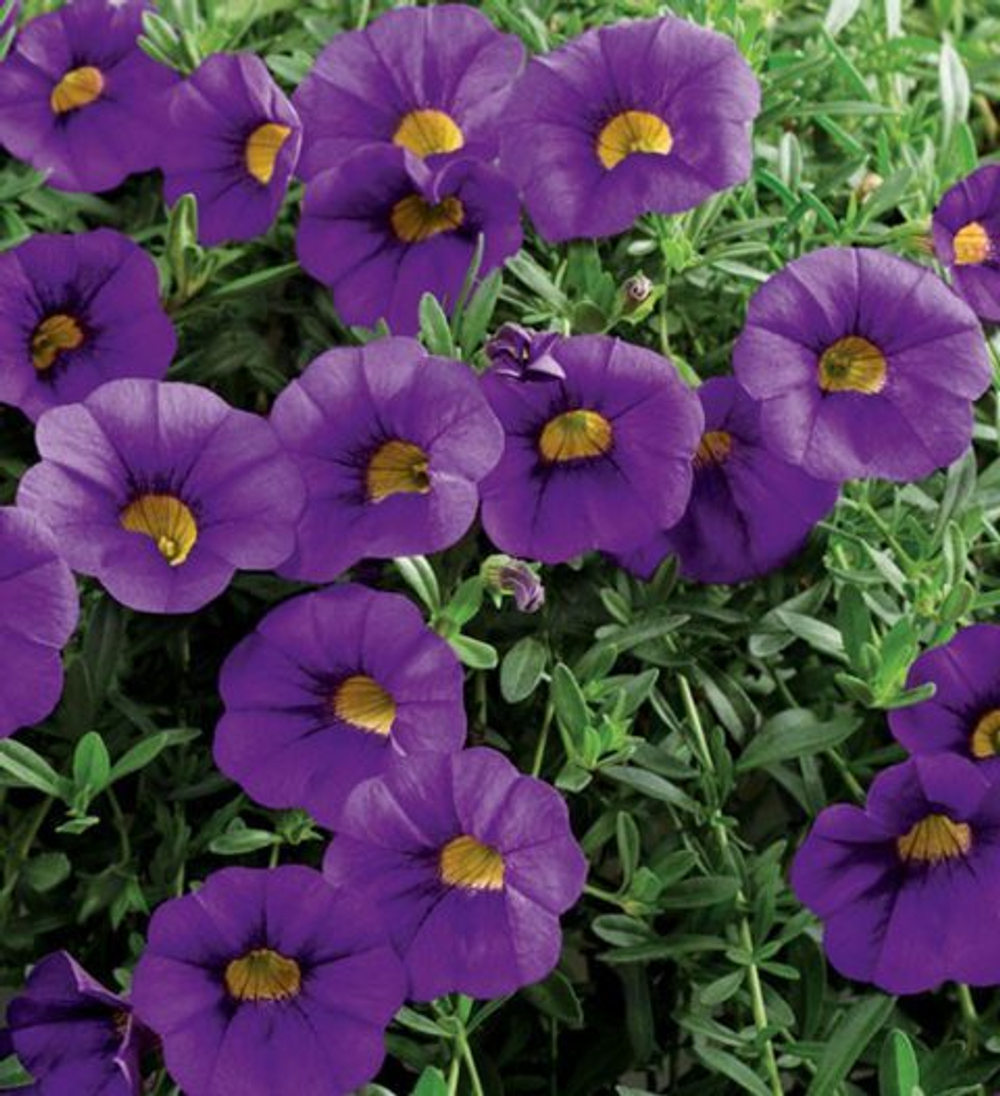 ЕВРО Calibrachoa MILLION BELLS Trailing Blue неукор черенок ноябрь 2025
