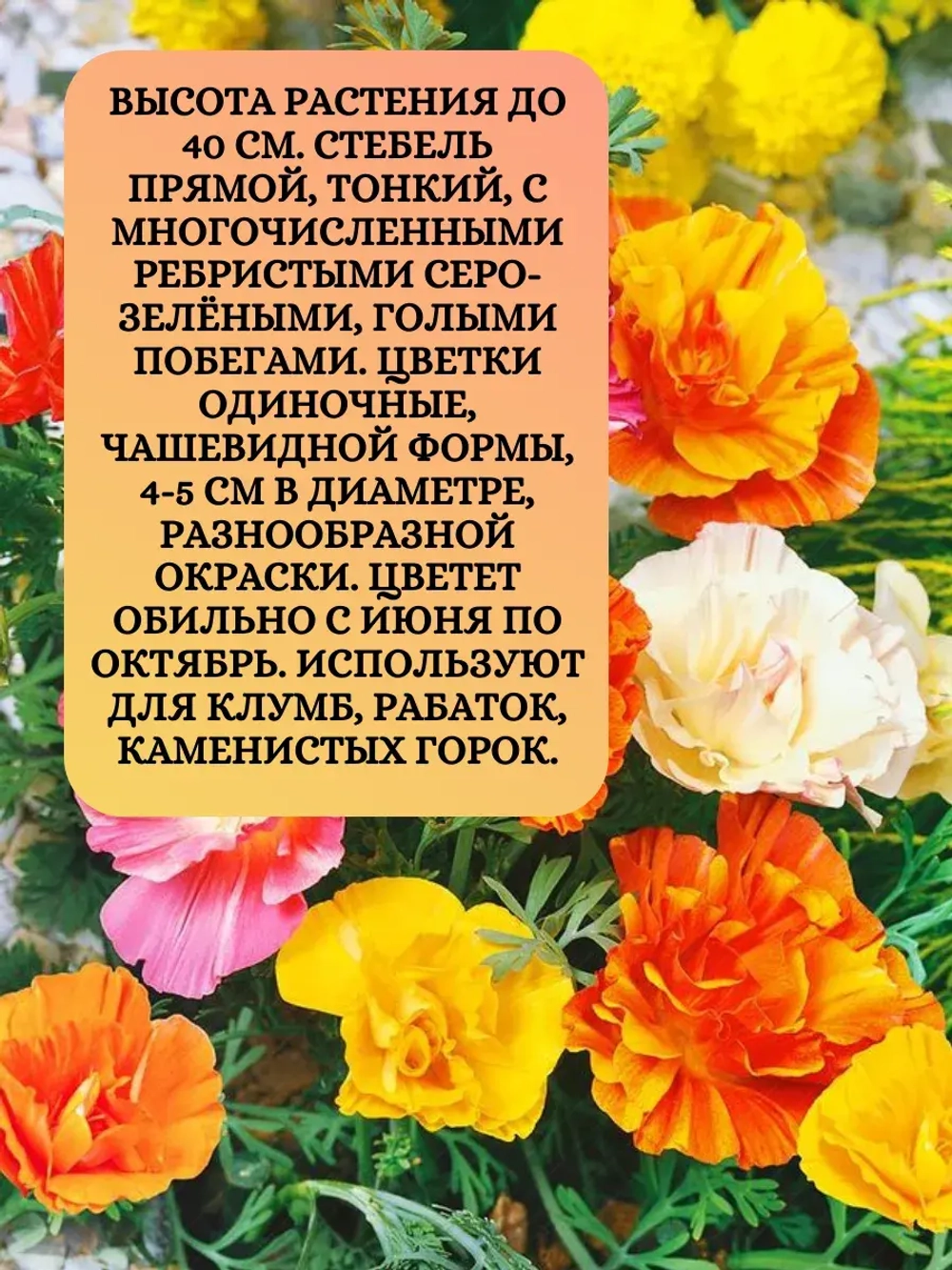 Семена Эшшольция Смесь окрасок 2 гр