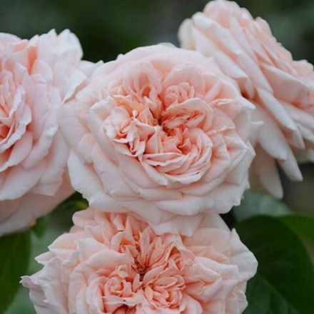 Стиль 800 (Stile 800)