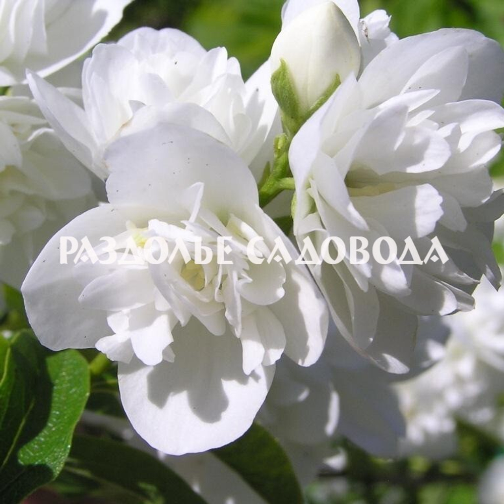 Чубушник Снежная буря (горшок 3л)