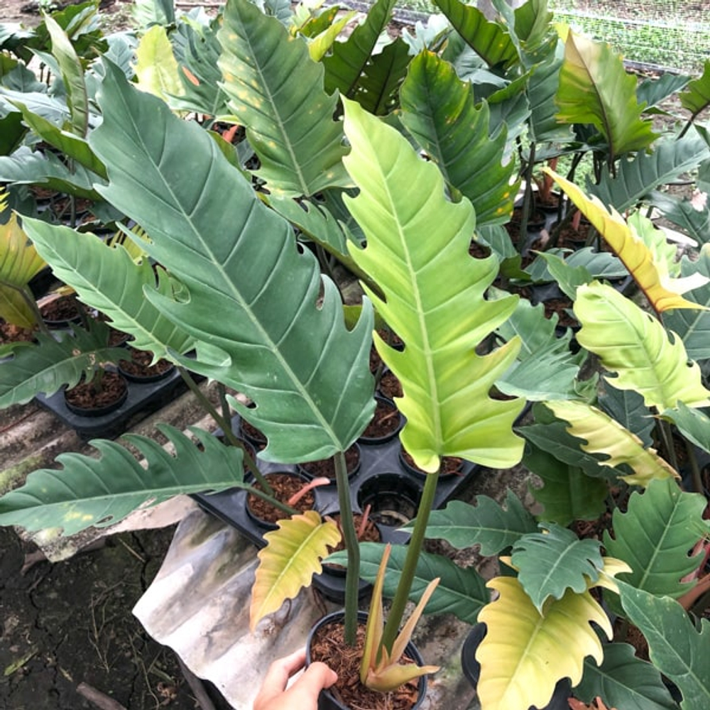 Филодендрон MARBLE GREEN