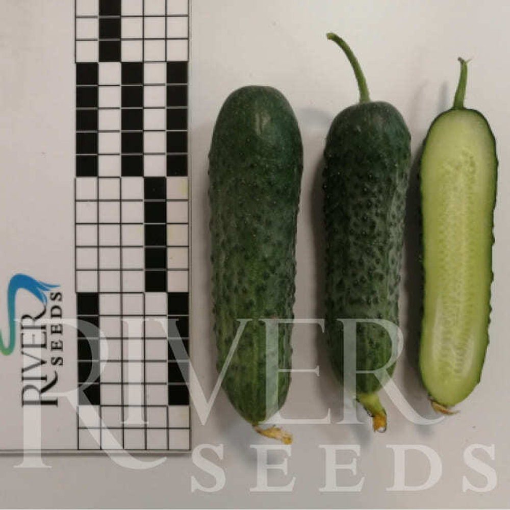 Огурец Герич F1 7шт ВитаГрин ЭКСТРА