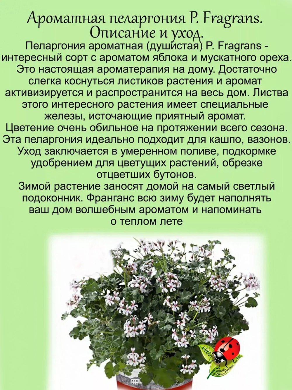Пеларгония Фрагранс ароматная мускатный орех яблоко