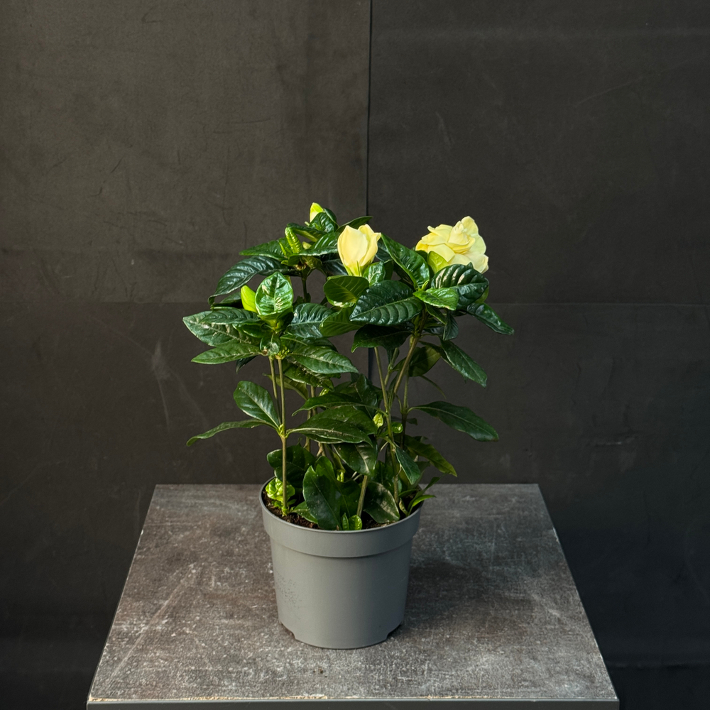 Гардения жасминовая