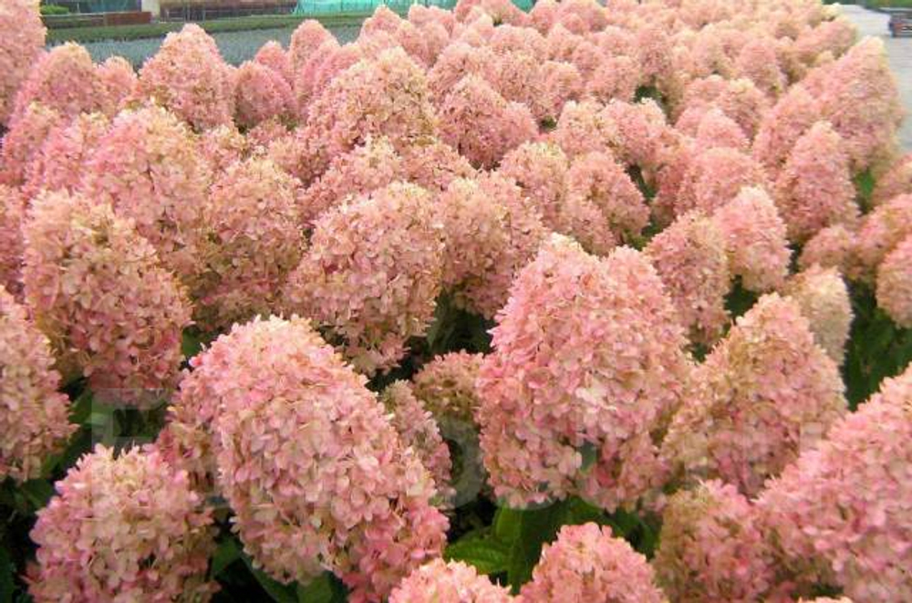 Гортензия метельчатая Мэджикал Кэндл (Magical Candle)