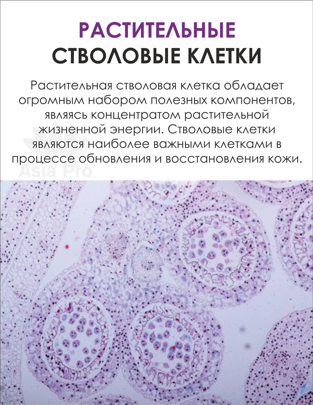 Тонер для лица Dr.Hedison Plant Stem Cell Repair Toner