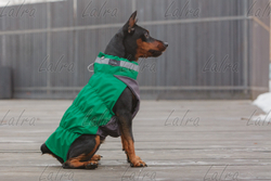 Жилет для собак Крокодил весна (МАЛЬЧИК) арт.129