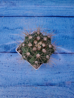 Gymnocalycium Chacoense (Гимнокалициум)