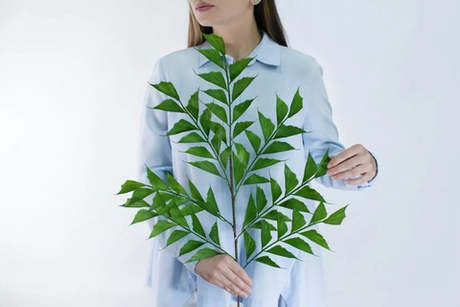 Ветка Кариота Обтуса