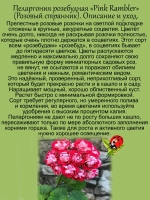 Пеларгония Розовый странник розебудная Пинк Рамблер