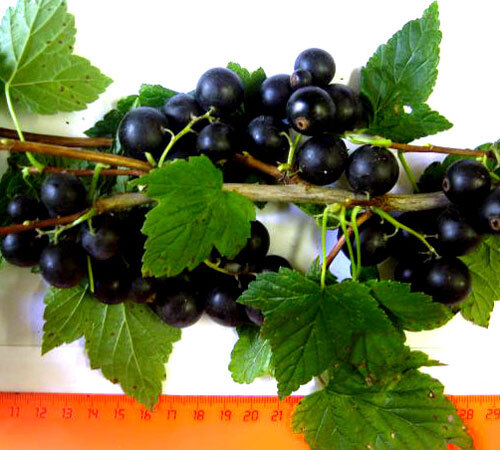 Саженцы смородины черной Память Лисавенко