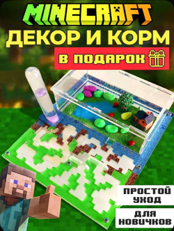 Муравьиная ферма «Майнкрафт» с муравьями в подарок