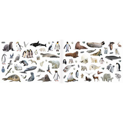 250 наклеек «Животные со всего света»