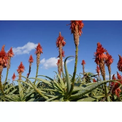 Микроскоп стерео Микромед MC-А-0880-tilt