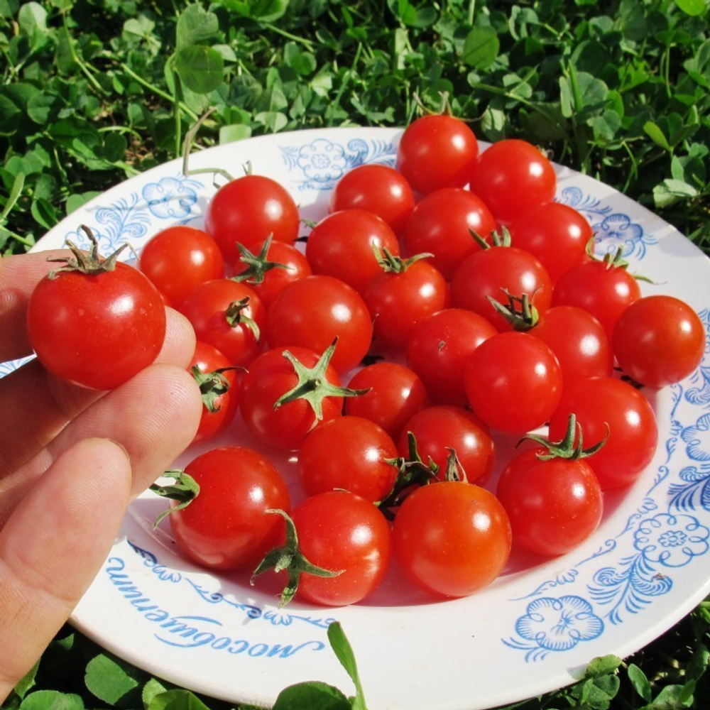 Помидоры Мёд Из Мексики - Tomato Miel du Mexique