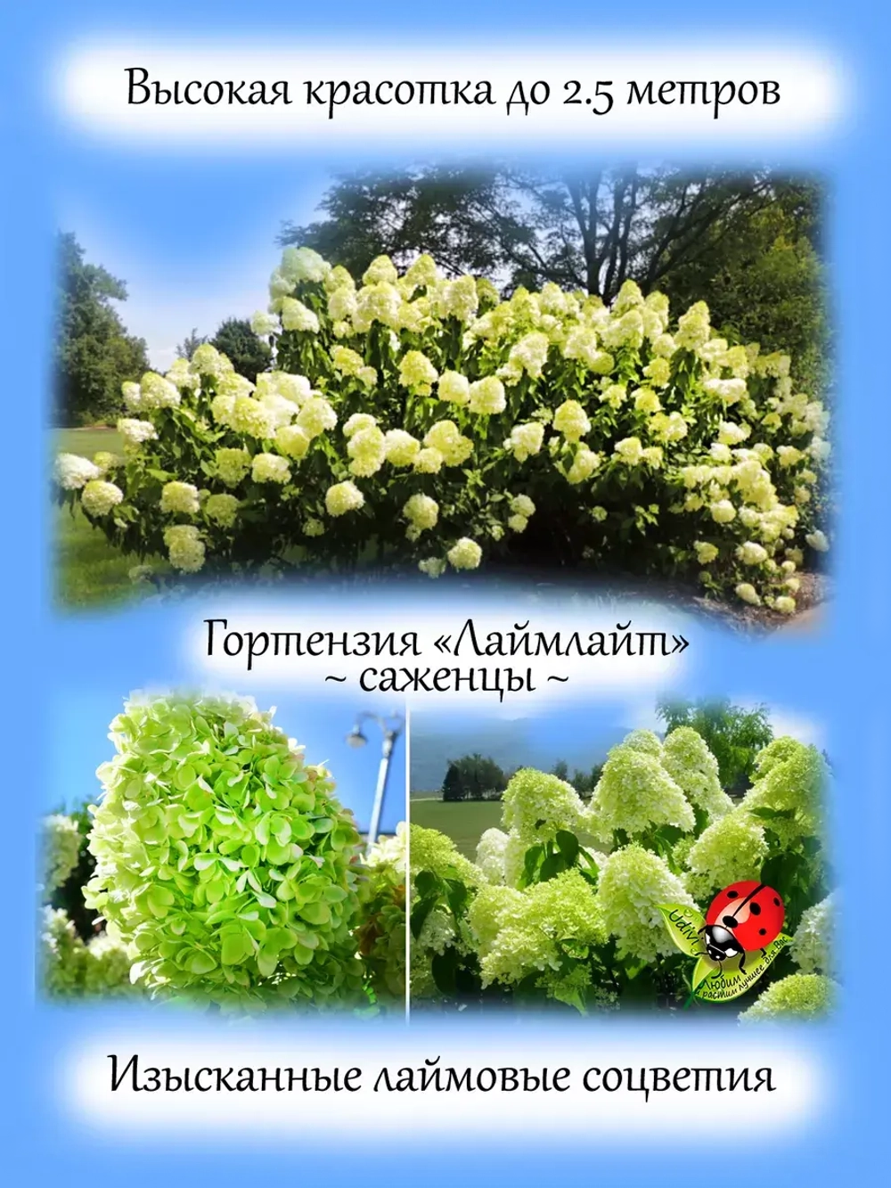 Гортензия Лайм Лайт метельчатая