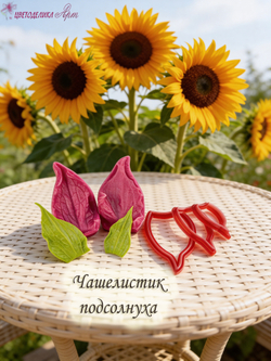 Чашелистик подсолнуха