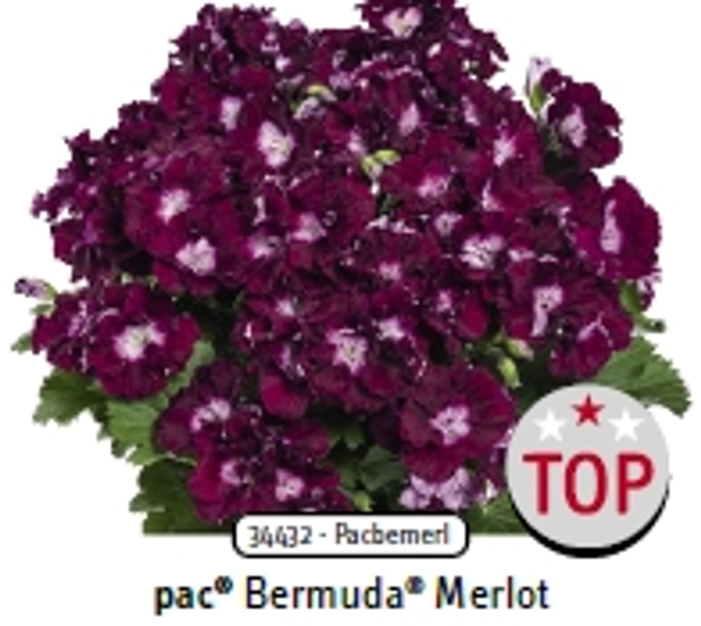 Пеларгония королевская Bermuda Merlot ЕВРО укорененный черенок ОКС