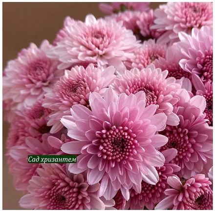 Хризантема мультифлора Elda pink ☘ 🌻 м.21  (отгрузка Май)