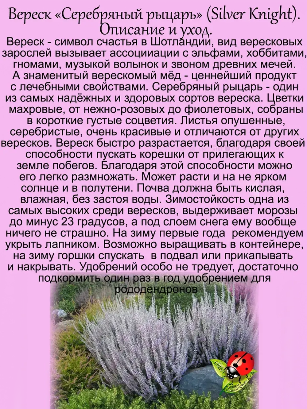Вереск Серебряный рыцарь вечнозелёный