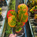 Кротон GAEW KAO