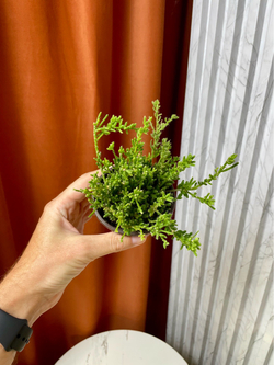Рипсалис Мезембриантемум, D9см Н15см, Urban Jungle