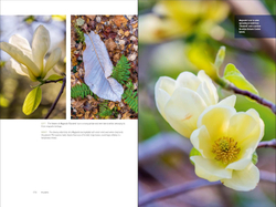 The Art of Gardening: Design Inspiration and Innovative Planting Techniques from Chanticleer