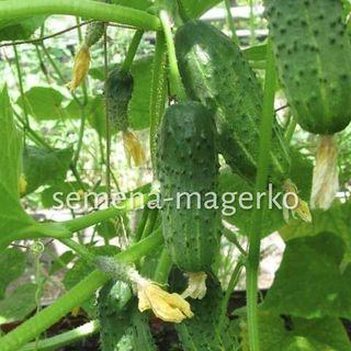 Огурец Феникс плюс 25 (грамм)