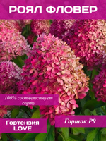 Роял Фловер гортензия метельчатая