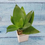 Sansevieria Hahnii Black (Сансевиерия)