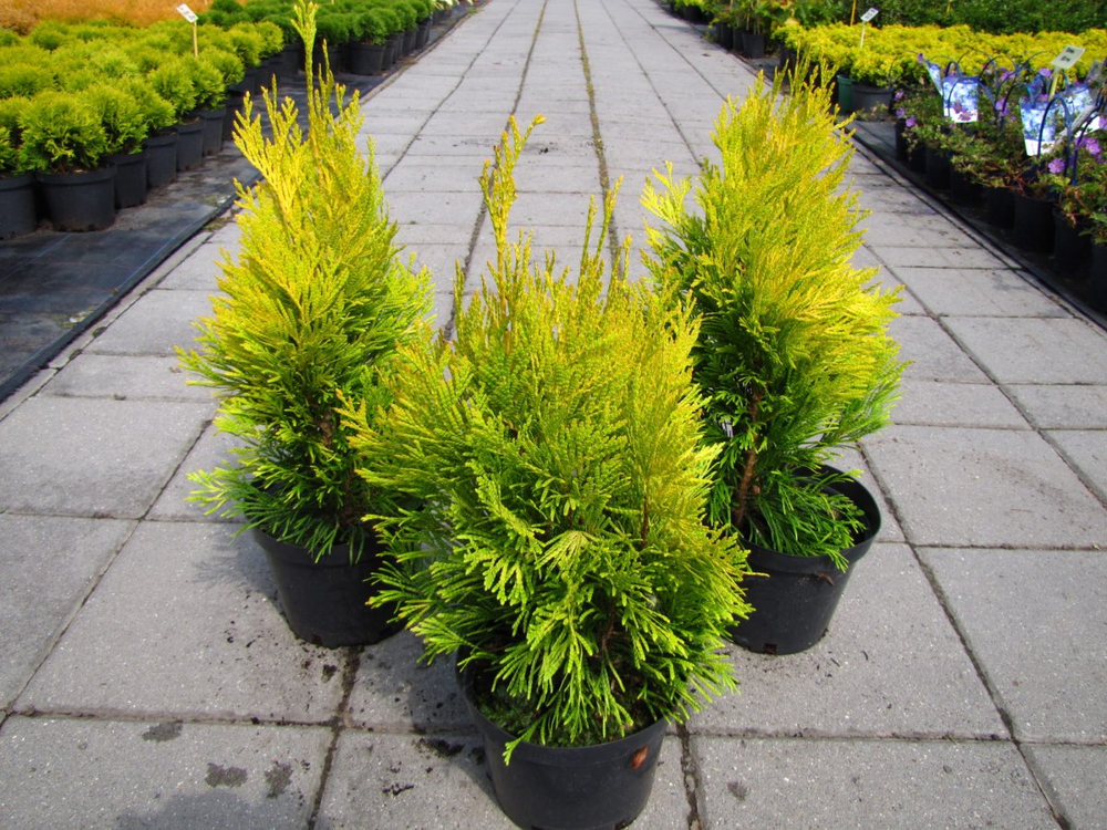 Туя Европа Голд (Thuja occidentalis Europa Gold) р9 август 2026 г.