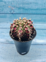 Gymnocalycium T-Rex Pink hybrid (Гимнокалициум T-rex)