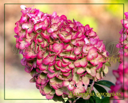 Гортензия метельчатая Колорфул Коктейль- Красочный коктейль (Hydrangea paniculata `Colourful Cocktail `)