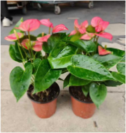 Антуриум Pink Crown д. 12