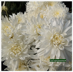 Хризантема крупноцветковая Calabria white ☘🌻 к.71 (нет в наличии)