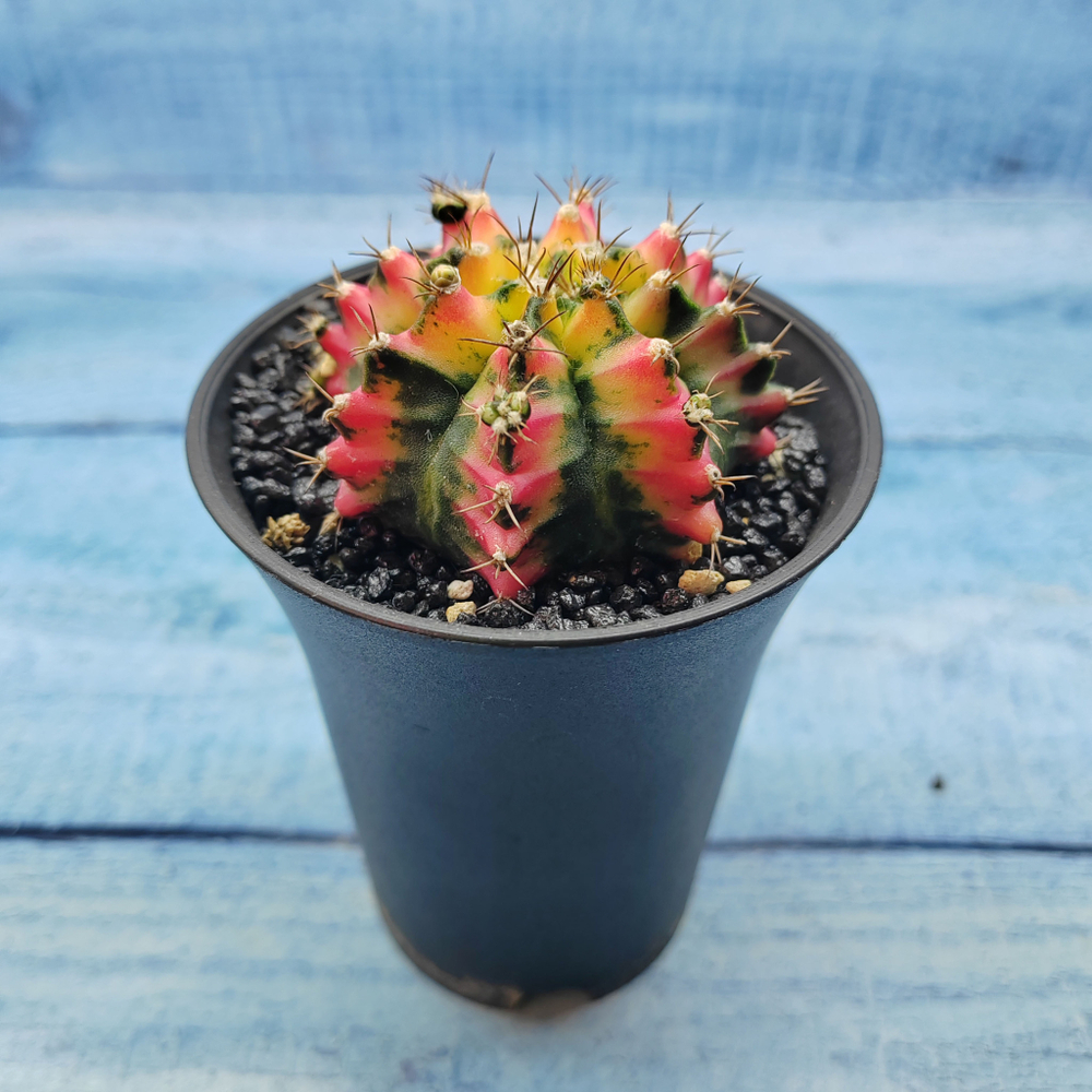 Gymnocalycium Variegata (Гимнокалициум Вариегатный)
