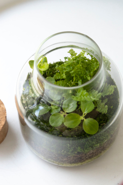 Экосистема Vase