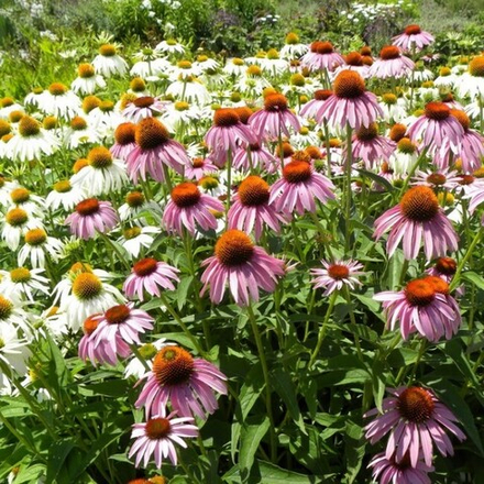 Эхинацея