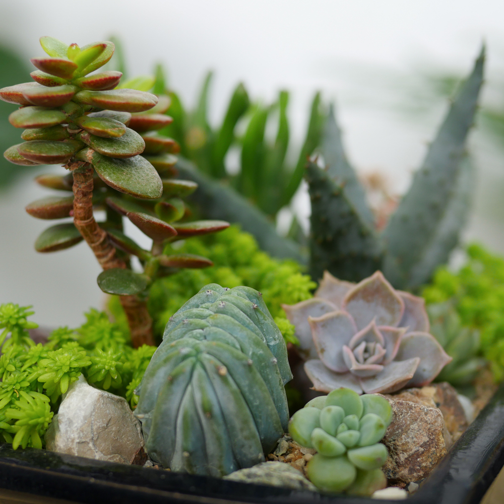 Мини-сад из суккулентов 001