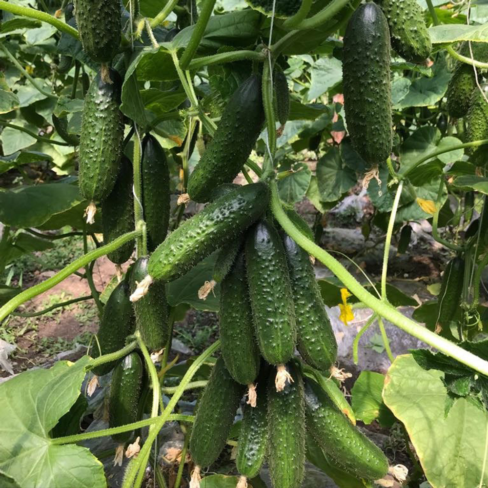 Огурец Эргун F1 7шт ВитаГрин ЭКСТРА