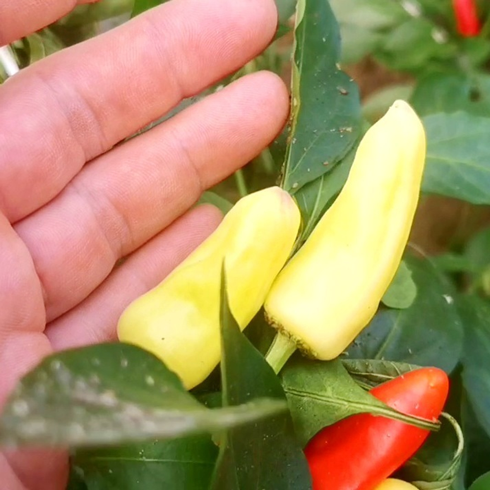 Корнишонный Перчик Сладкие Пикули - Sweet Pickle Peppers