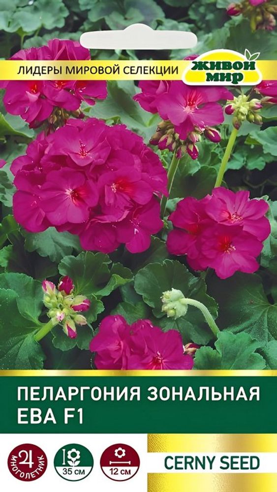 Пеларгония зональная "Евa F1" 3шт, Чехия. Пеларгония зональная "Евa F1" 3шт, Чехия.