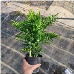 Ховея Dwarf Palm д.9