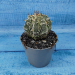 Astrophytum Myriostigma cv. Fukuryu (Астрофитум)