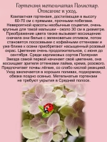 Гортензия Полярная звезда Полестар карликовая