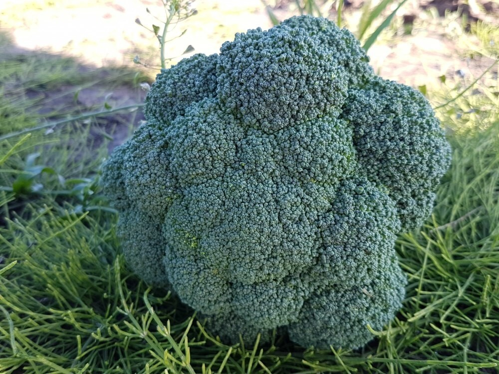 Капуста брокколи Партенон F1 10шт Мировые Семена VITA GREEN