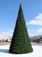 ель каркасная "Русская"