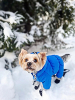 Зимний комбинезон для собак с капюшоном (мальчик)