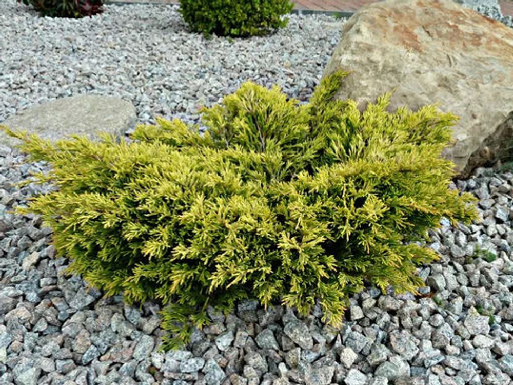 Можжевельник горизонтальный Лайм Глоу Р9 10-15 см*10-15 см Закупка М62 апрель-май 2026