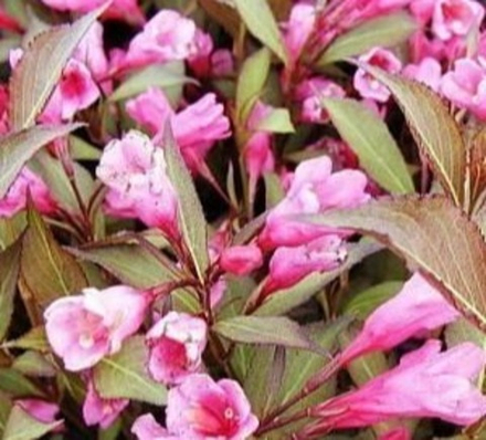 Вейгела цветущая Виктория С5 Ра 80